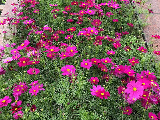 上饶提供鲜花绿植-设计园林景观